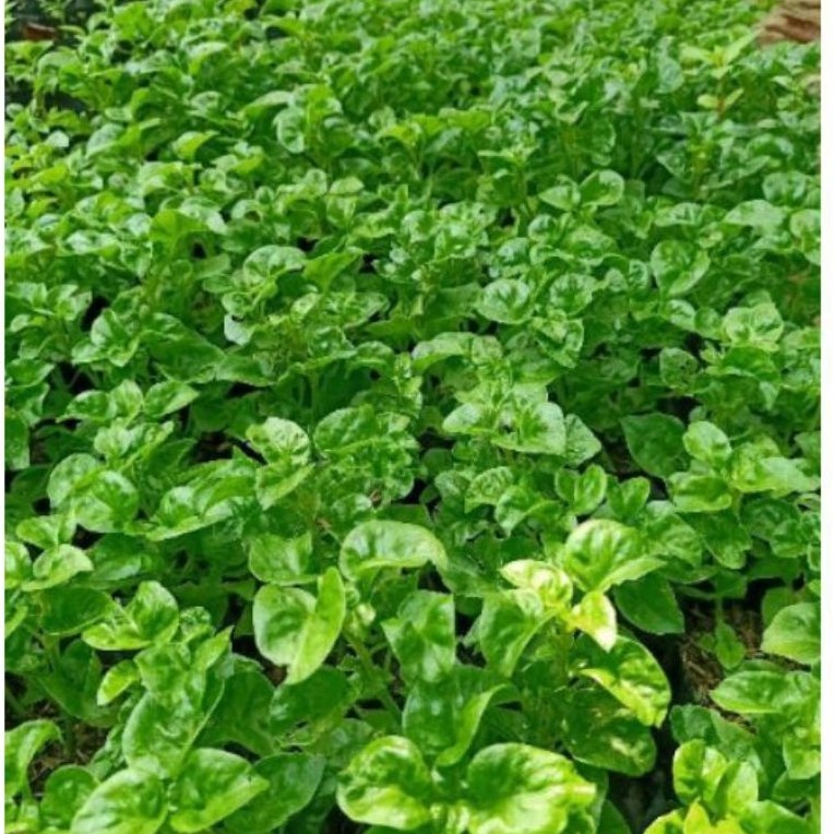 BIBIT BAYAM BRAZIL/TANAMAN BAYAM BRAZIL