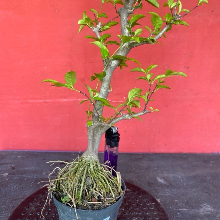 Bahan bonsai bunga anting putri Ap 7