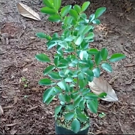 Bibit Tanaman Kemuning Jawa Bahan Bonsai siap tanam