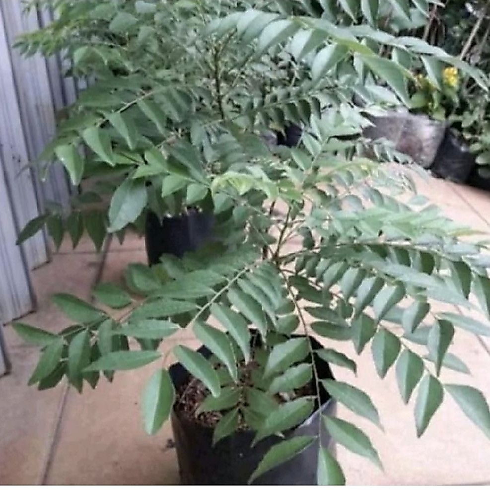 Pohon Salam Koja / Pohon Kari Bibit Tanaman Pohon Daun Salam Koja