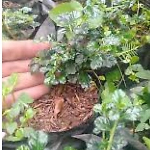 Bibit hokiantea mikro small dari biji