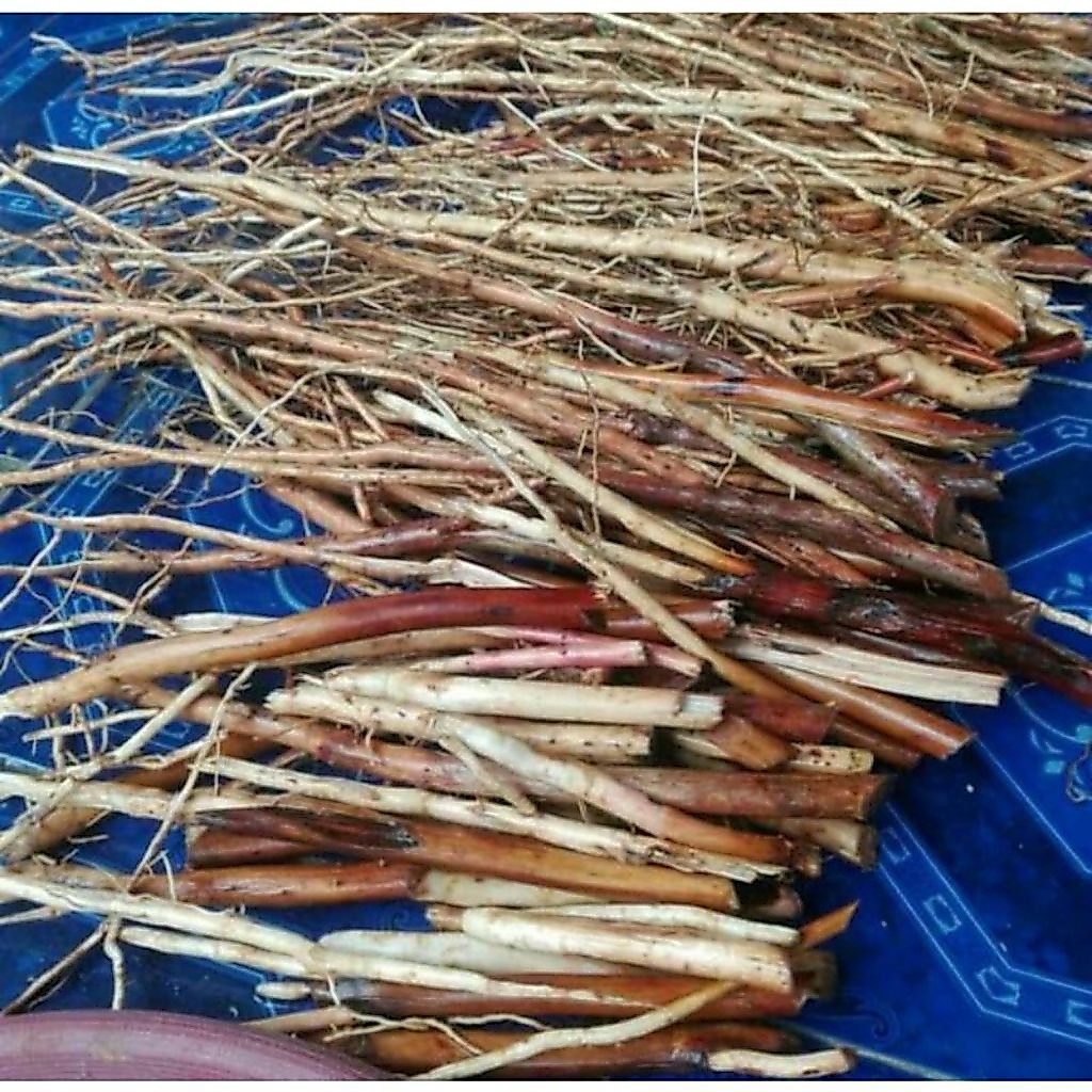 Akar Pinang Muda Untu Pria | Akar Pinang Muda Segar| Akar Pinang penambah stamina 500Gram