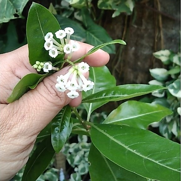 cestrum diurnum