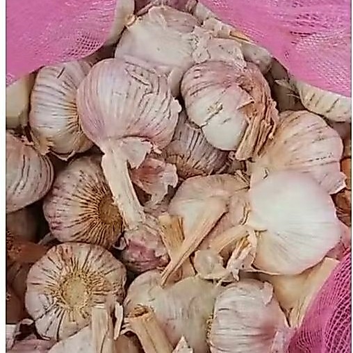 Bawang putih kotor
