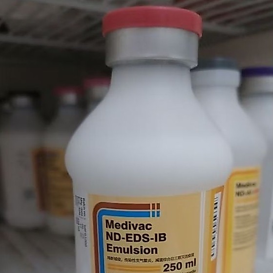 Vaksinasi Ayam Petelur Medivac ND EDS IB EMULSION Kemasan 50 / 25 / 5 ML