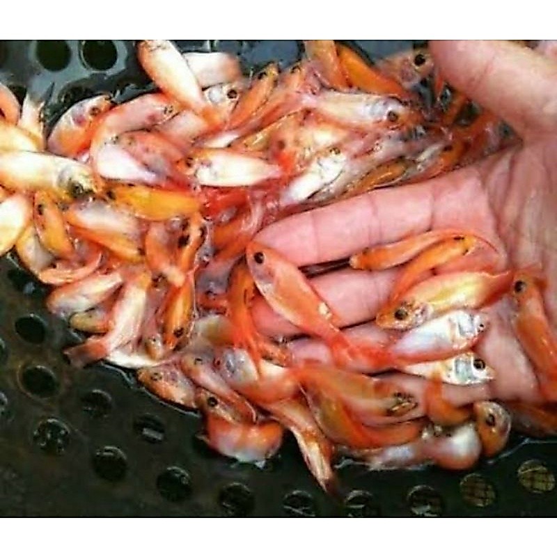 Nila Merah Bangkok