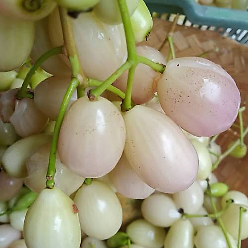Bibit tanaman buah juwet/duwet putih okulasi cepat buah