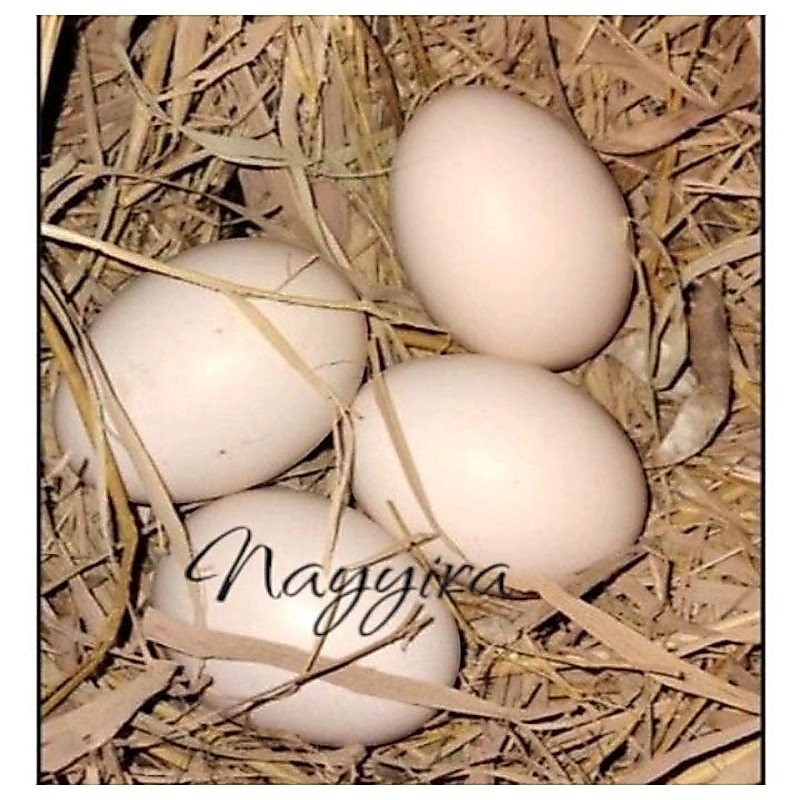 Telur ayam kampung Yudistira (AKY) silangan dengan KUB 1/Telur ayam kampung fertil