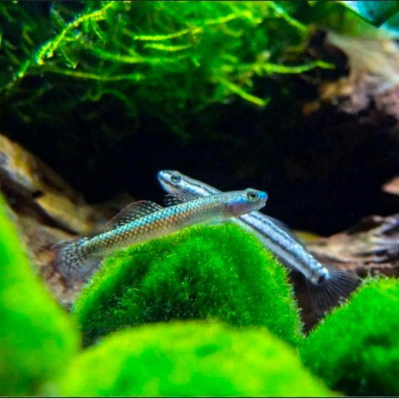Goby Blue Neon - Hiasan Dekorasi Aquarium Aquascape akuarium