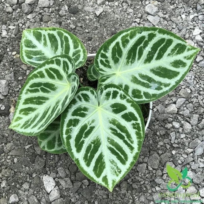 TANAMAN FULL MEDIA Tanaman hias kuping gajah silver blush (Philodendron pastazanum)-  dorayaki - Pem