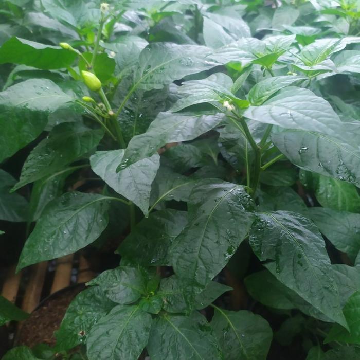 Tanaman cabai / cabe gendot - Gendot