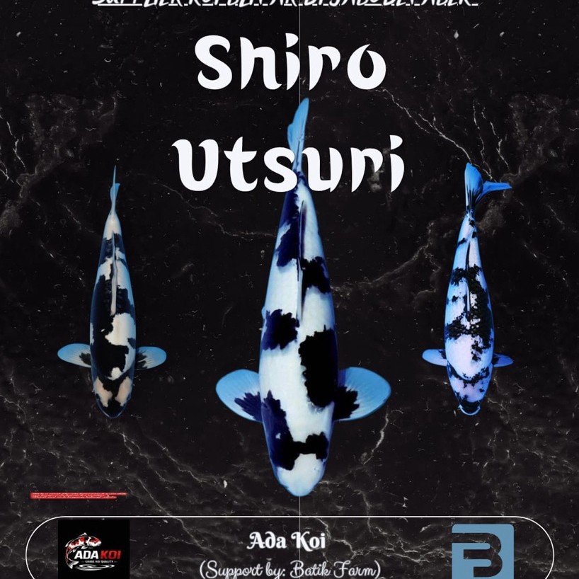 Ikan Koi Shiro Utsuri 21-30 cm - Shiro Utsuri - Koi Blitar - Grade A dan HQ - Ikan Koi