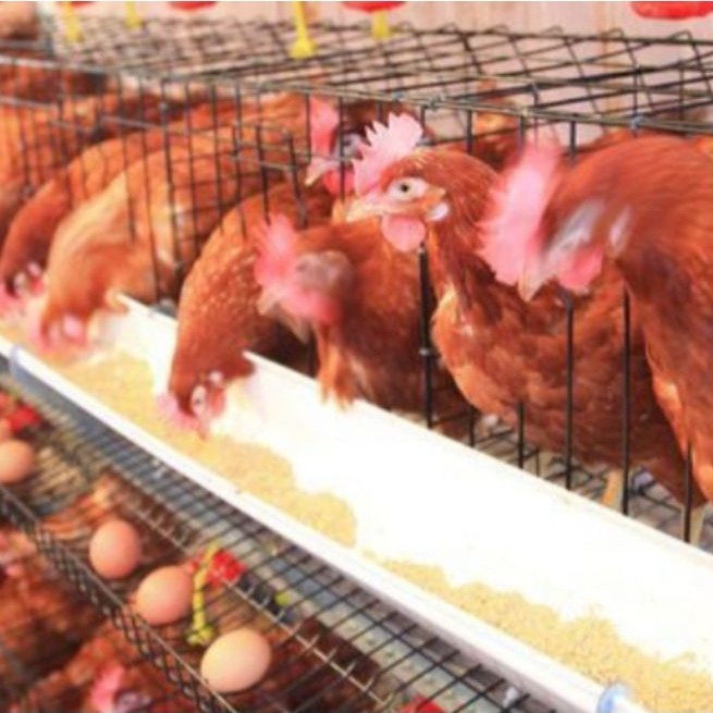 AYAM PETELUR HIDUP ASLI BERKUALITAS - Baca deskripsi sebelum membeli