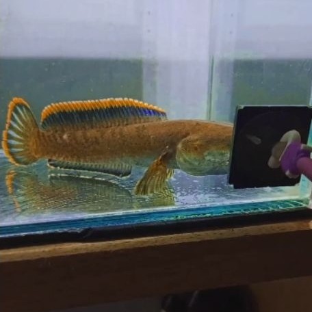 channa limbata