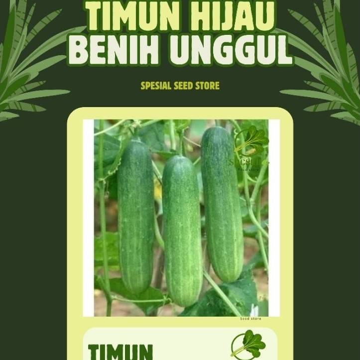 75++ benih mentimun roket hijau