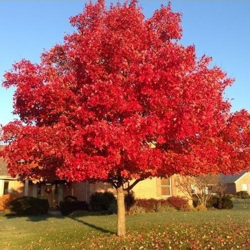 Benih Bibit Biji - American Red Maple / Canadian Maple Tree (Acer rubrum) Pohon Eksotis Seeds - IMPO