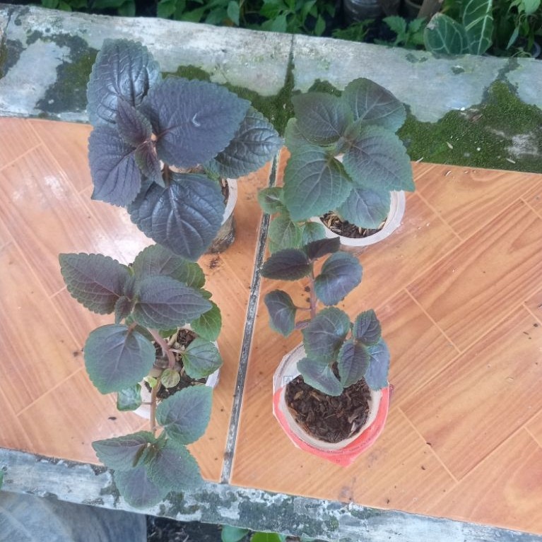 Bibit jawer kotok