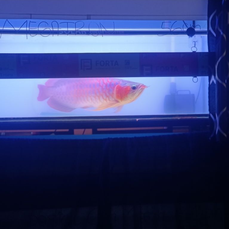 Arwana Super Red