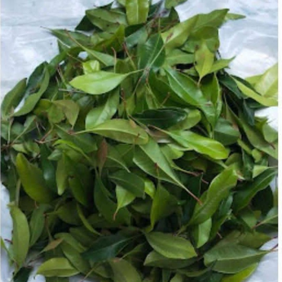 Daun cengkeh basah /350gram