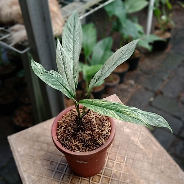 Rhapidophora Megasperma Varigata Tanaman Hias Segar