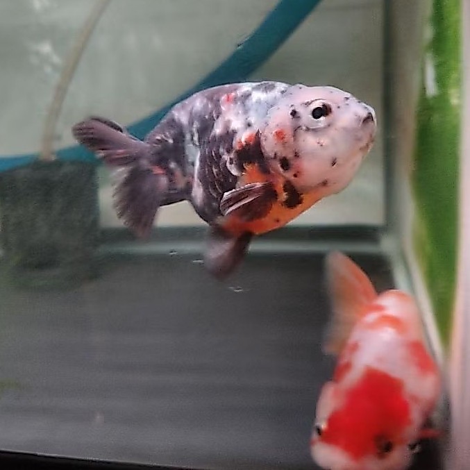 koki ranchu sapi sedang,sakuran,dan tricolour