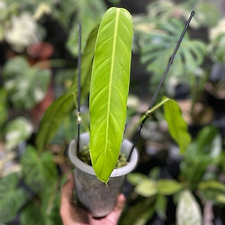 Tanaman Hias Murah - Philodendron Patriciae