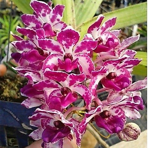 Anggrek Cymbidium retusa ( pink putih ) - Tanaman Hias Hidup - Bunga hidup - Bunga hias - Pink putih