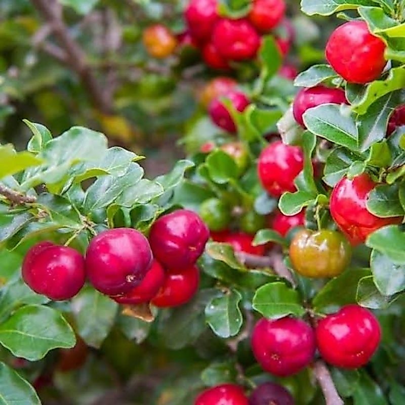 Tanaman Buah Cherry Barbados - Ceri Barbados - Tabulampot - Bibit Buah Ceri