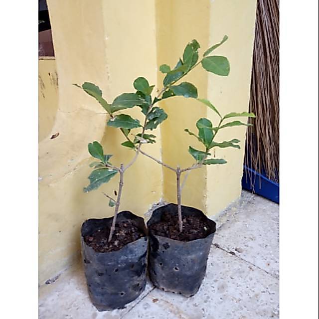 Bibit Bonsai Sianci Cherry Barbados