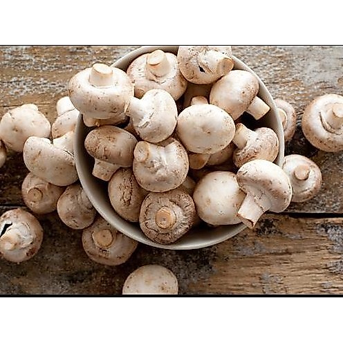 JAMUR BULAT KANCING SEGAR / CHAMPIGNON MUSHROOM FRESH 250GRAM ORGANIK