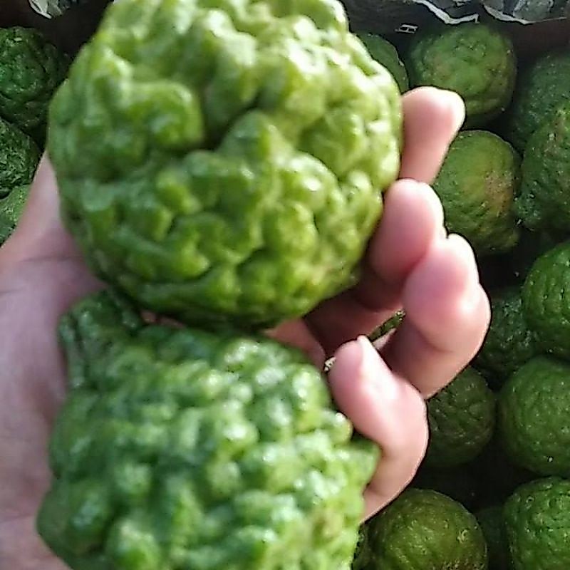 JERUK PURUT JUMBO / JERUK PURUT BESAR / HERBAL / BUMBU DAPUR / BUAH JERUK PURUT SUPER JUMBO / HARGA 