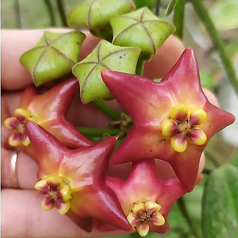 Tanaman Hias Hoya Coronaria Spesies Papua