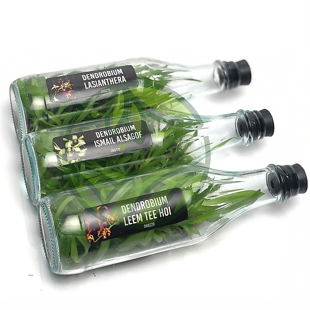 Botolan Anggrek Dendrobium Melintir isi 50-60 Plant