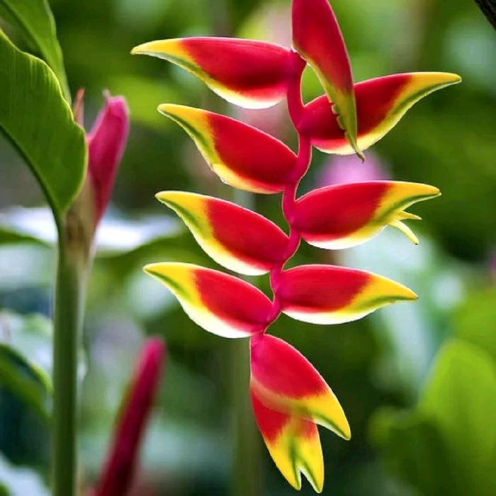 Tanaman hias Heliconia rostrata,