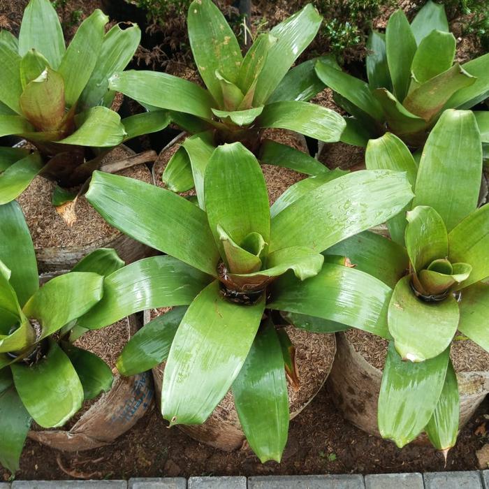 TANAMAN HIAS BROMELIA GIANT HIJAU - BROMELIA GIANT