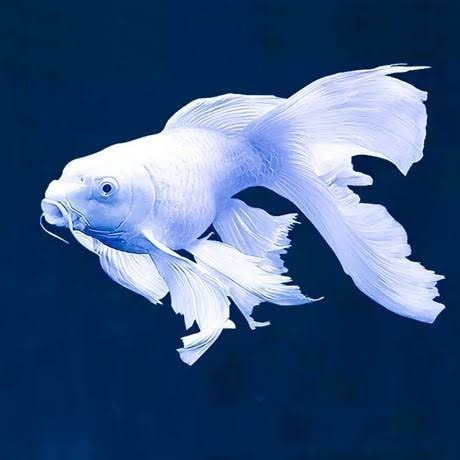 Ikan Koi SB Butterfly Hudielong Platinum bulet Grade A Impor koi bagus