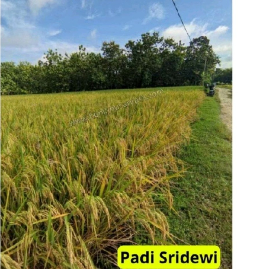 BENIH PADI IN HIBRIDA SRIDEWI KEMASAN 5KG