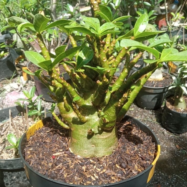adenium khz nsdd
