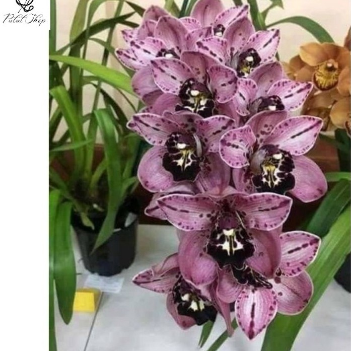 Anggrek Cymbidium Purple Black - Bunga Anggrek Cymbidium- Bunga hidup- Tanaman Hias hidup Anggrek Cy