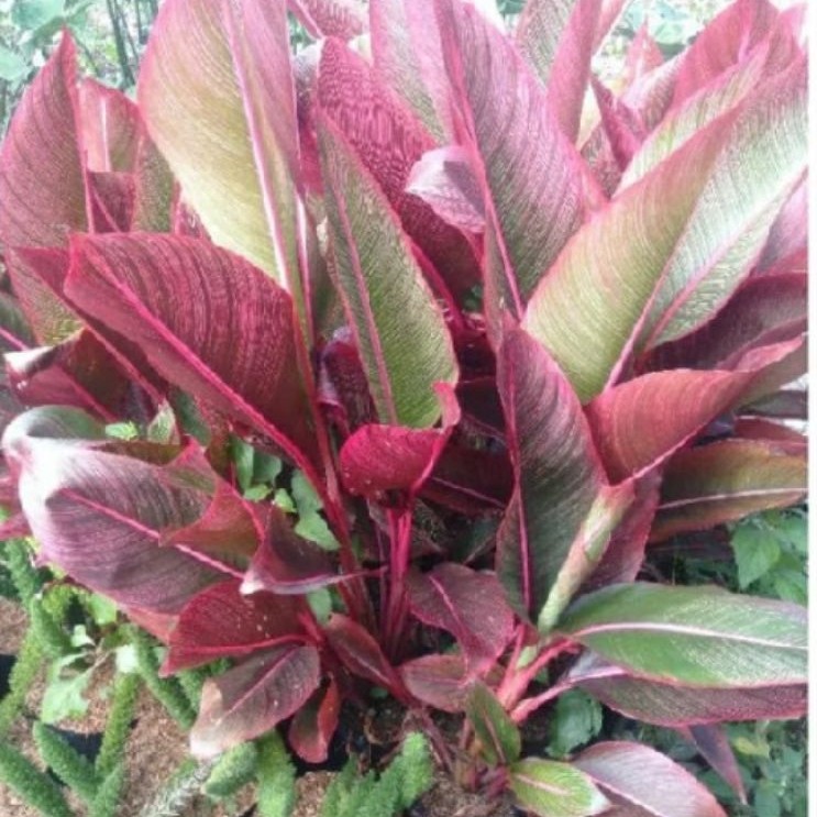 Tanaman Hias Pisang Bugis merah