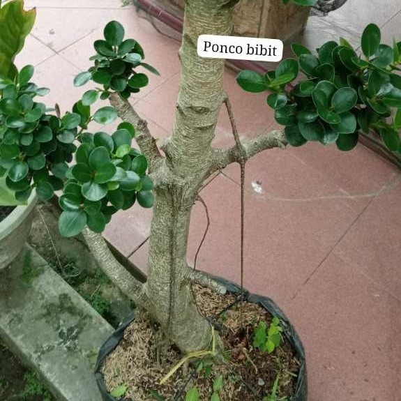 Tanaman Bonsai Dolar - Batang besar Mudah perawatan