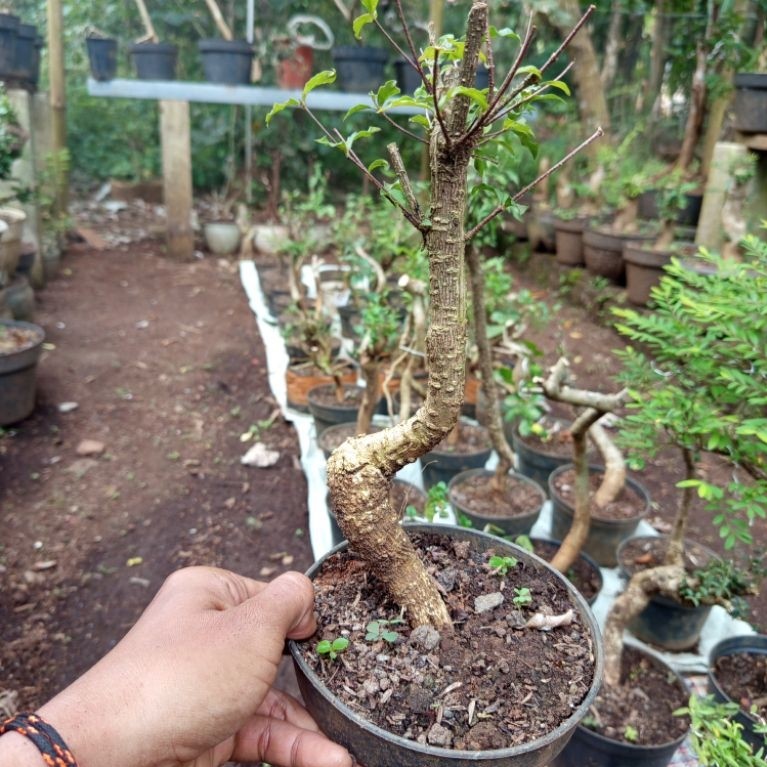 Bahan Bonsai Sakura Mikro Bonggol Unik Berkarakter untuk Tanaman Hias