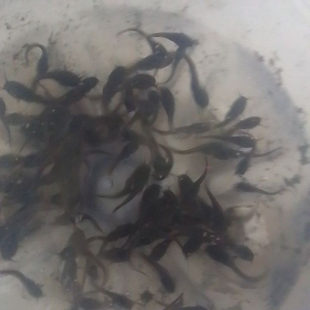 bibit lele pakan ikan dan reptil