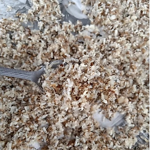 Kroto telor semut rang rang Kroto Telur Semut Umpan Pancing, Pakan burung Kroto Telur Semut Pakan Ta