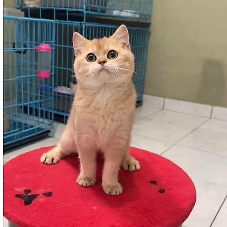 BSH Jantan golden