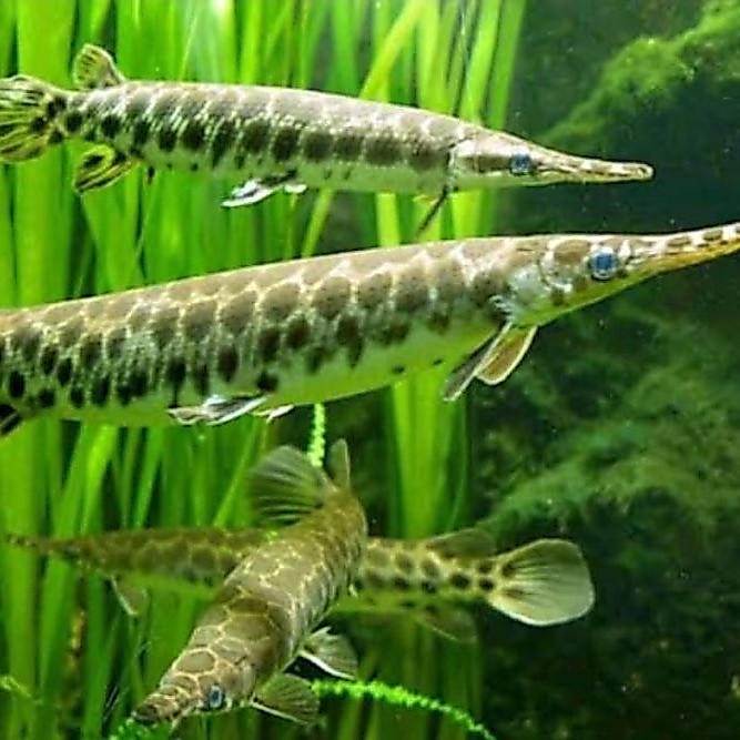 replika gar Florida 10-15cm bergaransi
