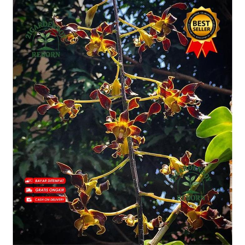 (BISA COD) Anggrek Dendrobium Ly Remaja Hitam