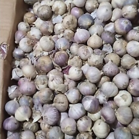 Black garlic bawang tunggal