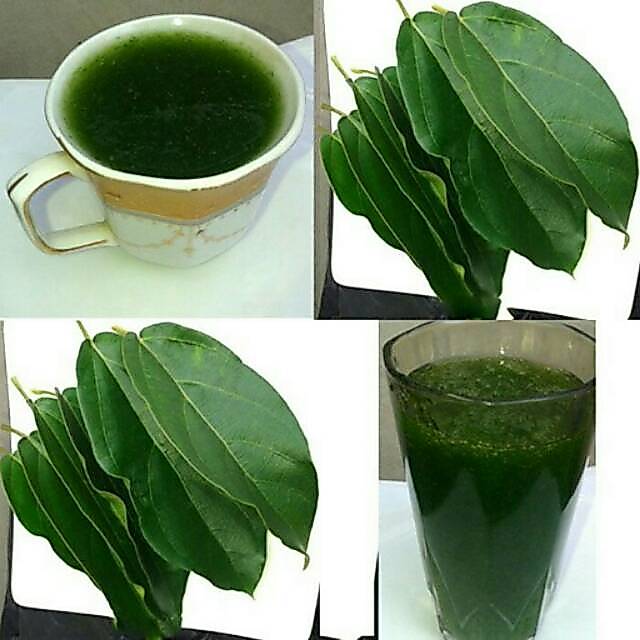 DAUN CINCAU PERDU / Cincau Hijau ( 100% ORGANIK )