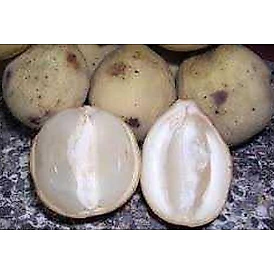 Tanaman Duku Longkong Thailand